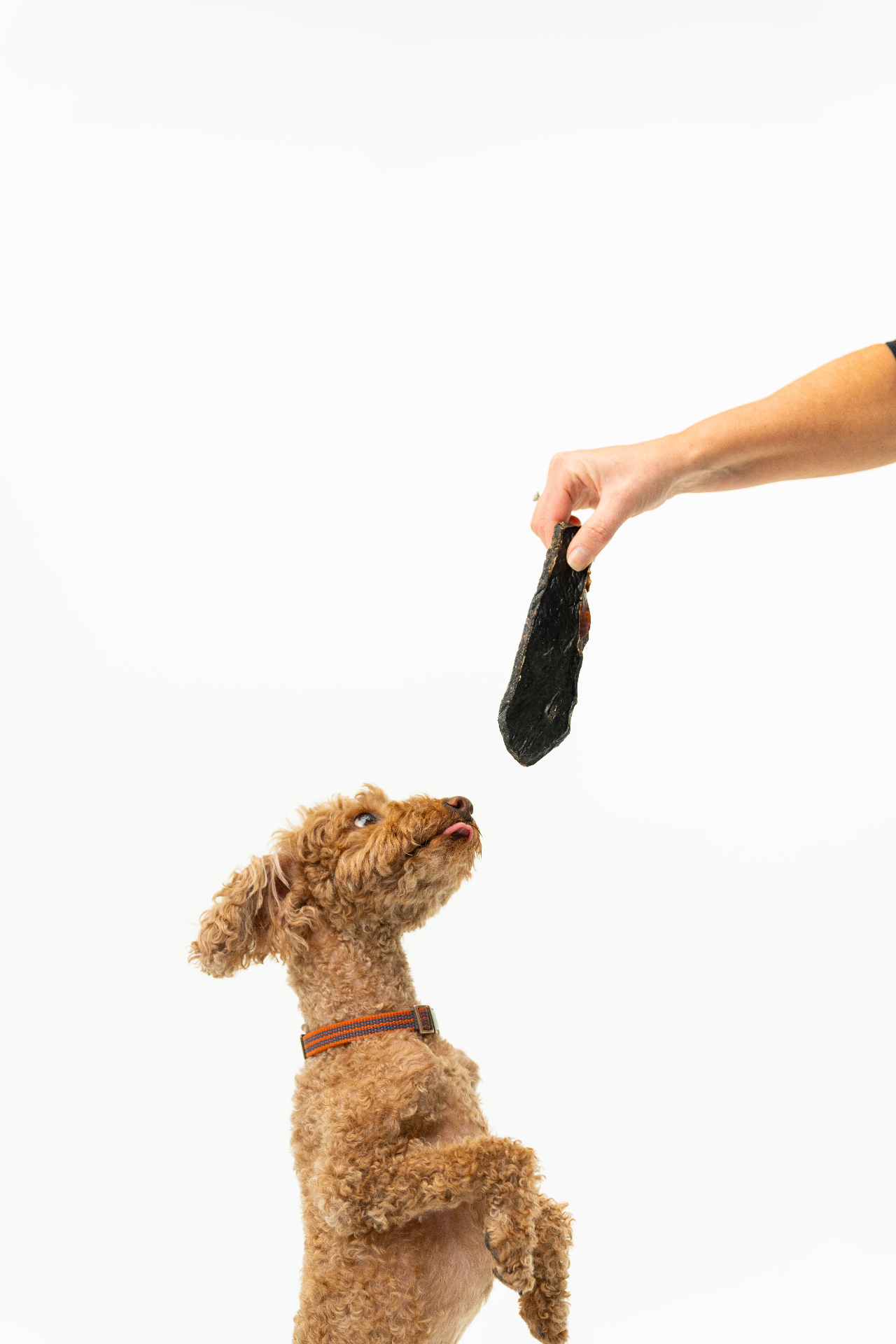 Dog eyeing a Farm to Tail treat